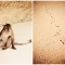 aggressive Affen bei der Schnorcheltour um Ko Phi Phi